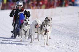 Lenk 2013